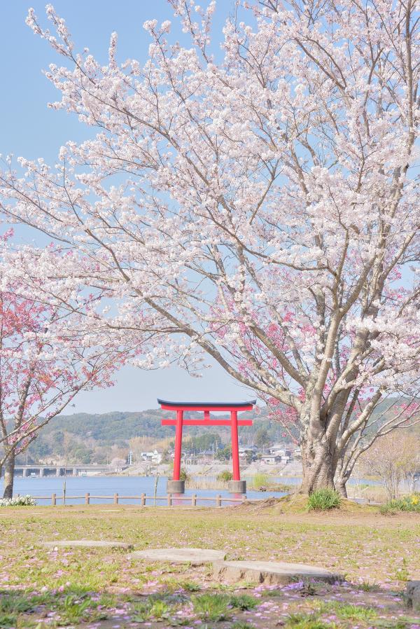 桜19の写真