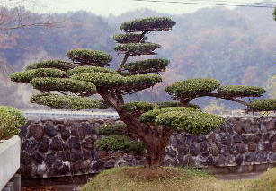 君津市の木「キャラ」の写真