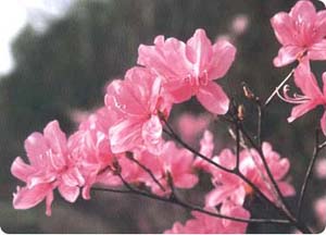 君津市の花「ミツバツツジ」の写真