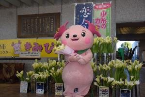 カラーの花ときみぴょんの写真