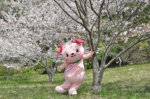 きみぴょんと桜の写真