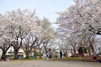 桜3の写真