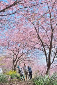 桜4の写真