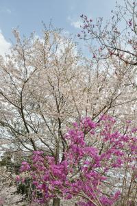 桜7の写真