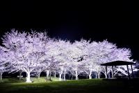 桜11の写真