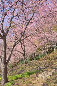 桜14の写真