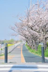 桜16の写真